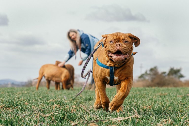 Bußgelder bei Verstößen gegen das Hundegesetz SH (HundeG)